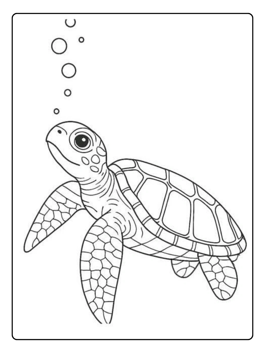 coloriage tortue dessin animé